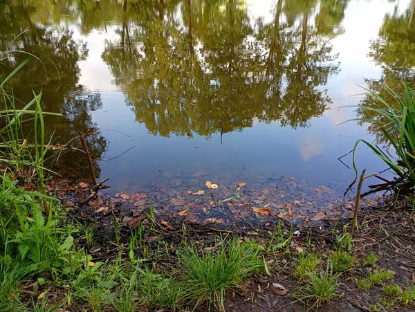 Shore Pond Surface Water Which Trees Reflected Reflection Surface Pond — Stock Photo, Image