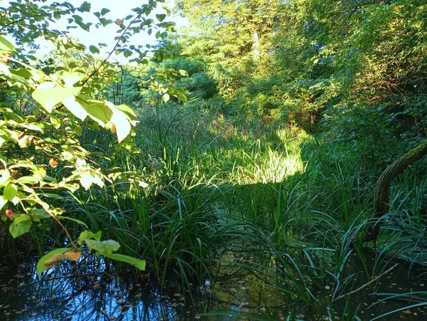 Landscape Forest Pond Overgrown Watercress Pond Turns Swamp Comis Grows — Stock Photo, Image