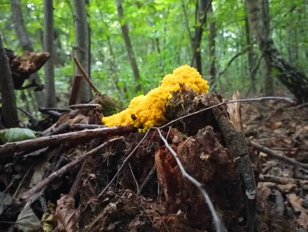 Bright yellow mushrooms on an old stump. Resting in nature and picking mushrooms.