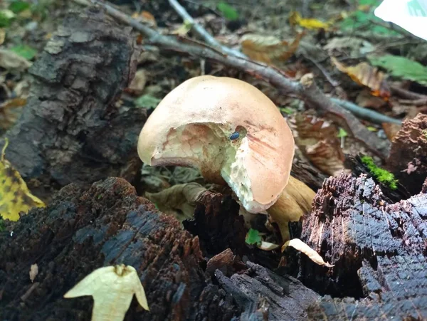Pto 스탬프에 버섯과 그들의 숲에서 활동적인 레크리에이션 — 스톡 사진