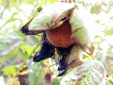 Çatlamış yeşil kabuklu olgun bir ceviz. Bir ceviz ağaçta olgunlaştı..
