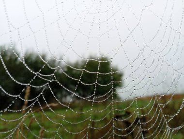 Ağaçlar arasında yağmur yağdıktan sonra avluda çok su damlası olan bir örümcek ağı.