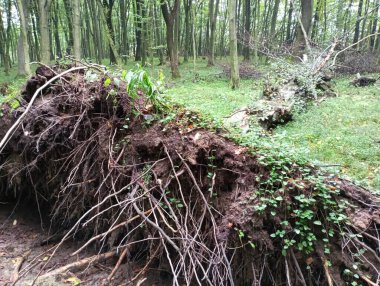 Rüzgarla düşen eski bir boynuz demeti kökleri yerden kopmuş bir şekilde ormanda yatıyor. Doğanın gücü. Yerde büyük bir boynuz huzmesi var..