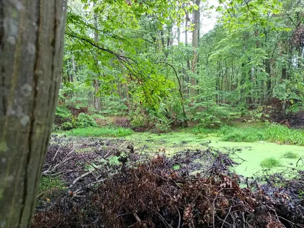 Uma Vista Uma Lagoa Meio Uma Floresta Coberta Algas Agriões — Fotografia de Stock