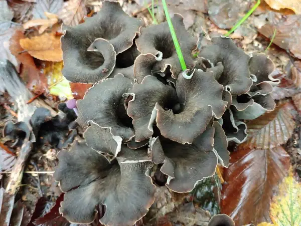 Champignons Chanterelle Noirs Dans Nature Champignons Comestibles Tubulaires Noirs Dans — Photo