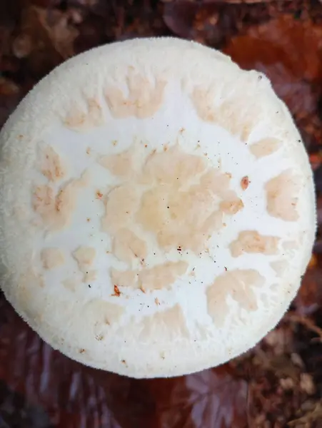 Die Beschaffenheit Der Mütze Eines Weißen Fliegenpilzes Giftige Pilze Makrofotografie — Stockfoto