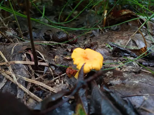 橘红色的枝条插在叶子上 自然界中的香菇 腐臭石灰背景下的香菇 — 图库照片