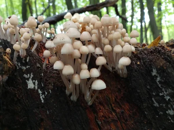 许多细长腿的白色小蘑菇在一堆腐烂的老橡木树桩上形成了一群 — 图库照片