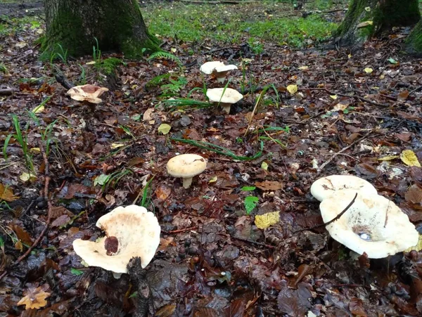 Mushrooms Grow Large Group Fallen Leaves Many Edible Mushrooms One — Stock Photo, Image