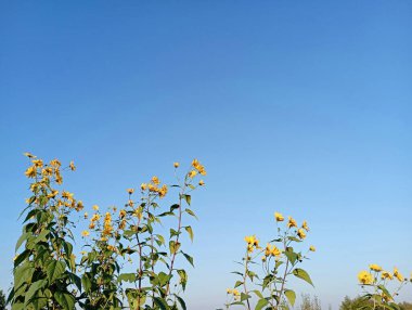 Mavi bulutsuz gökyüzünün arka planında sarı uzun çiçekler. Çiçeklerin arka planı.