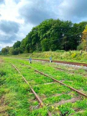 Ormanın arka planında yeşil çimlerle kaplı eski demiryolu rayları. Metal rayları ve ahşap yataklı eski tren rayları.