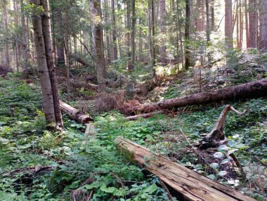 Dağ ormanında yaşlı ve devrilmiş ağaçlar. Eski kozalaklı ağaç gövdeleri ile bir orman manzarası.