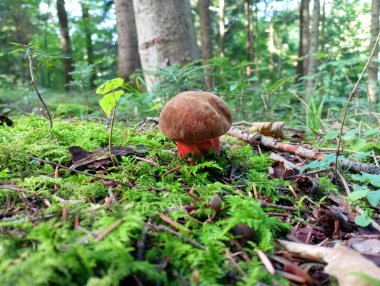 Granüler, benekli meşe boletusu, granül legum boletus familyasından bir mantar türüdür. Boletus mantarı yeşil yosunlarda kozalaklı bir ormanın arka planında yetişir..