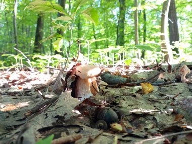 Düşmüş meşe yapraklarının altından beyaz mantar gibi görünüyor. Orman yenilebilir mantarlar.