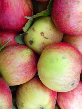 Elmaları topladım ve istifledim. Kırmızı lezzetli ev yapımı elmalar. Elma topluyorum. Kimyasal tedavisiz büyüyen elmaların dokusu.