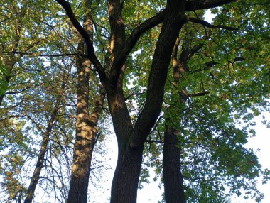 Meşe kaplamalarının arka planı. Gökyüzünün arka planında dev meşe ağaçları.