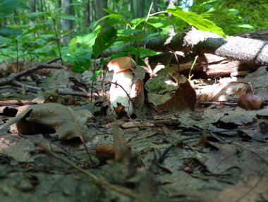 Doğal bir ortamda, meşe yapraklarının altına saklanmış güzel beyaz bir mantar. Meşe ormanındaki mantarlar.