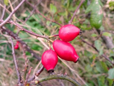 Çalı dalında kırmızı gül üzümü. Tıbbi amaçlar için böğürtlen ve bitki koleksiyonu. Çilek toplamanın sonbahar teması.