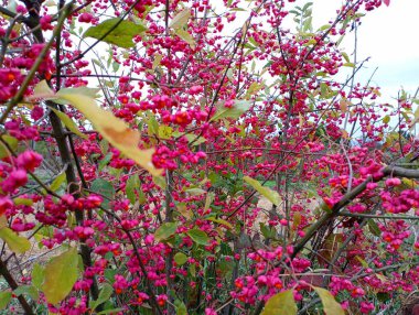 Bulutlu havada kırmızı böğürtlenli bir çalı. Çalılık bol miktarda kırmızı böğürtlenlerle kaplı. Tek bir bitkide zengin hasat.