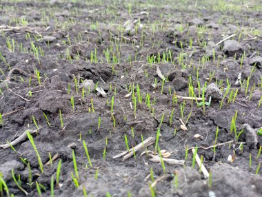 Buğday ekilmiş tarla. Kış buğdayı sonbaharda kara toprakta büyüdü. Tarım ve gıda yetiştirme konuları.