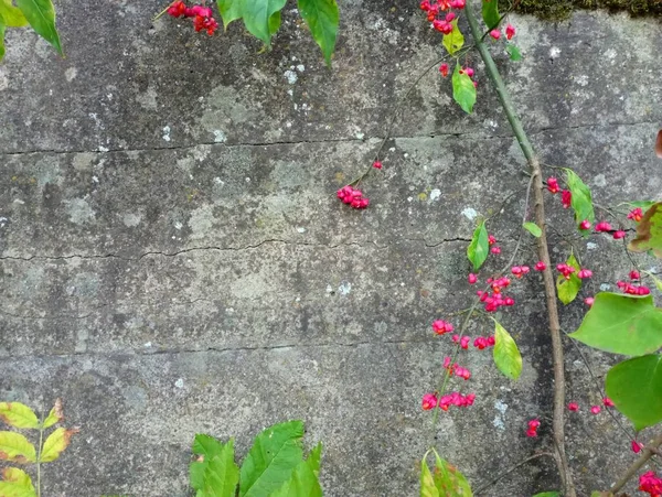 Euonymus europaeus. A branch of European barberry with red flowers and seeds on a concrete wall background. Gray concrete wall with poison ivy flower and its leaves. Medicinal plants.