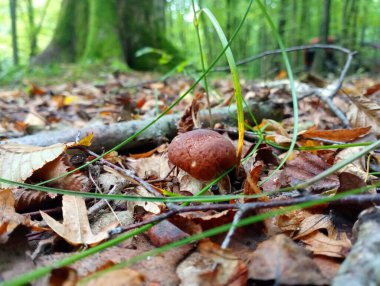 Sonbahar sarı yaprağında küçük beyaz bir mantar. Ormanda eğlence ve mantar toplama teması. Lezzetli, güzel yenilebilir mantar..
