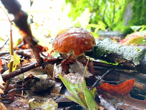 Macro photography of a white mushroom during rain in the forest in natural conditions. The brown cap of the white mushroom is covered in water drops from the rain. Porcini hid among fallen useful oak leaves and branches in the forest.