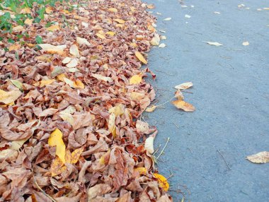 Sonbahar teması. Sarı yapraklar asfalt yolun kenarında yatıyor..