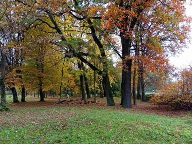 Sonbahar parkı temalı, düşmüş sarı yapraklar ve muhteşem meşe ağaçları. Büyük meşeler ve diğer ağaçlar küçük bir kasabada güzel bir park alanı oluşturur..