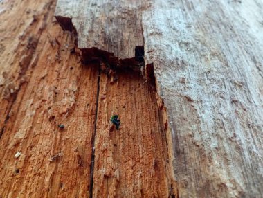 Yaşlı bir ağacın gövdesinin dokusu. Çürümüş ve böcekler ve larvalar tarafından zarar görmüş eski bir meşe ağacının gövdesi..