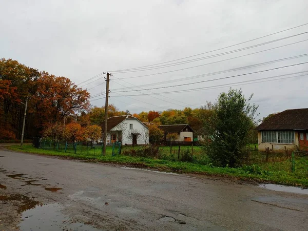 Autumn rural landscape with houses and tall trees covered with yellow leaves. Asphalted road in a Ukrainian village, next to which there are small houses.