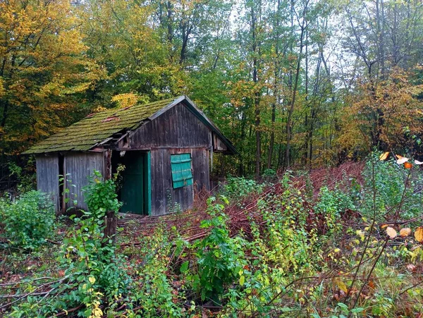 An old ruined house in the middle of the forest without a door and a window closed with green shutters. Autumn forest around the forest house.