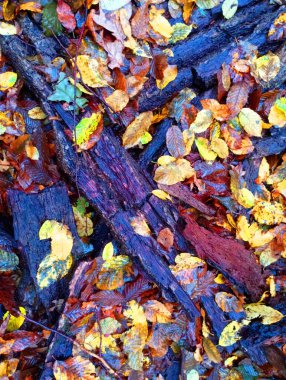 Ormanda dökülen yaprakların dokusu. Meşe ve korna yaprakları kurumuş. Ormanda, yerde dallar..