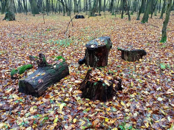 In the middle of the forest, an improvised resting place is made of old black logs and stumps. Old stumps and logs in the forest.