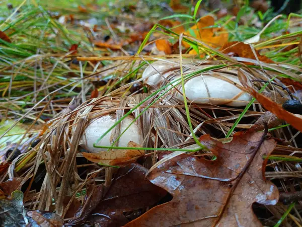 White forest mushrooms hid in the tall forest grass. Mushroom picking and outdoor recreation. Vegetation and forest mushrooms.