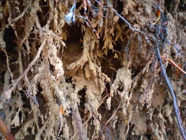 Rüzgâr tarafından yerden koparılmış bir ağacın kökleri. Eski bir meşe ağacının kök sistemi..