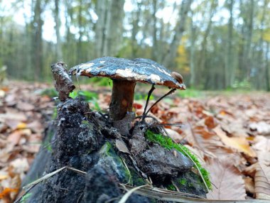 Bataklığın bağrında, tüm ormanı kaplayan sarı yaprakların arka planında siyah bir mantar yetişir..