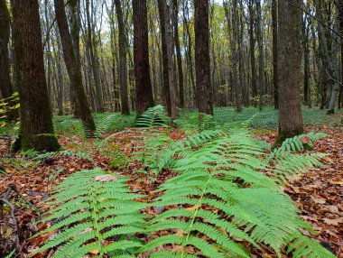 Ormanda sonbahar manzarası. Ormanın ortasında eğreltiotu. Ön planda eğreltiotu yaprakları, ve arka planda eski bir ormanın ortasında bir menekşe ağacı var..