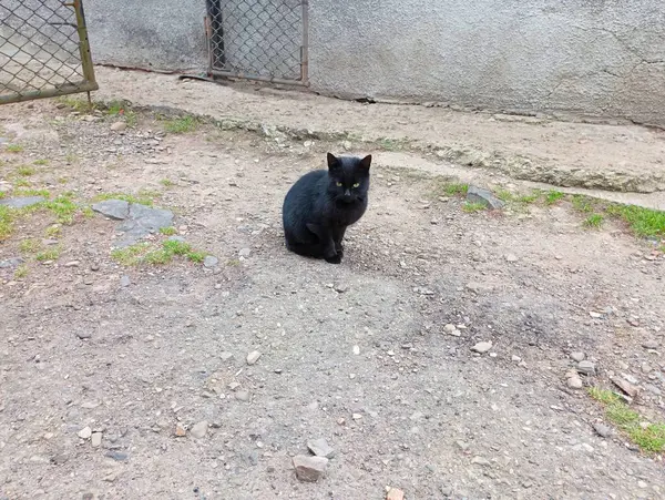 A black cat sits on the ground in the yard of an old house. A young black cat. Mystical animals.