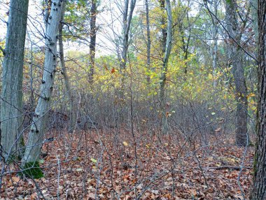 Ormanda sonbahar manzarası. Hornbeam ve meşe ağaçları var. Hornbeam 'in küçük fidanları sık ve geçilemez bir ormanın vazgeçilmez bir parçasını oluşturur..