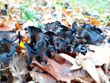 Sonbahar yapraklarında bir sıra siyah mantar. Dinlenme ve ormanda mantar toplama konusu..