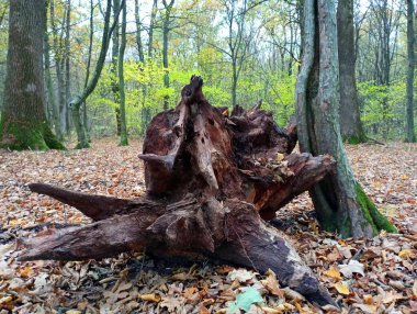 Kökü sökülmüş eski bir meşe kütüğü ormanın ortasında, sağlıklı ağaçların arasında yatıyor..
