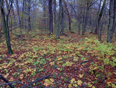 Sonbahar orman manzarası. Avrupa ormanlarındaki güzel sonbahar doğası. Düşen yapraklar ormanın tüm alanını kaplıyor..