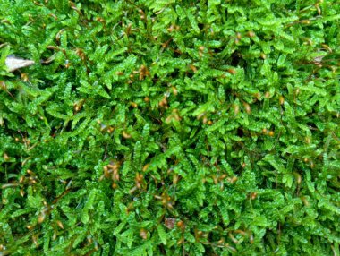 Fotoğrafı tamamen dolduran yeşil orman yosunu dokusu. Sonbaharda ormanda bir kütüğe dolanmış yosun..