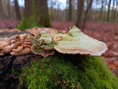 Yeşil yosunlarla kaplı eski bir kütükte, ağaç zehirli mantar parazitleri yetişir. Sonbahar ormanı doğal dokusu. Mantar toplama ve doğada aktif bir hobi..