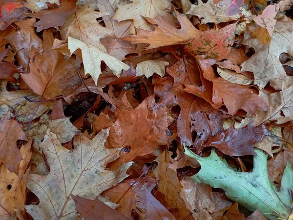 Texture of autumn fallen oak leaves on the ground in the forest. Beautiful nature and autumn textures.
