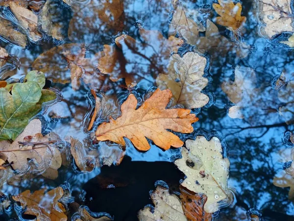 Oak leaves in water. Trees are reflected on the surface of the water. Texture of a puddle in the forest with autumn leaves.