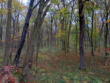 Soğuk sonbahar yağmuru sırasında Avrupa karışık ormanları. Sonbaharda ağaçlarda çıplak dallar.