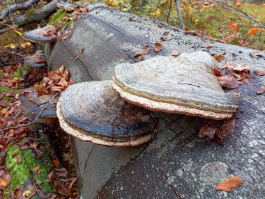 Kayın gövdesinin tamamında, alevli mantarlar büyüdü, gövdenin tüm alanını doldurdu. Ağaçları asalaklaştıran bir sürü büyük mantar..