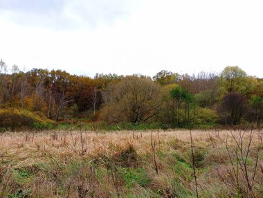 Sonbahar orman manzarası. Orman ekilebilir arazinin bir kısmını ele geçirdi. Tarlaların bir kısmı ağaçlar ve çalılarla kaplıydı..